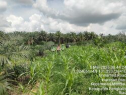Polsek Mandau Gaspol Kelola Lahan Jagung, Perawatan Dikebut demi Hasil Maksimal 6 IMG 20260506 WA0011