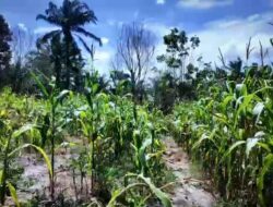 Polres Bengkalis Dorong Penanaman Jagung di Mandau, Panen Raya Ditargetkan Juni 2026 6 IMG 20260531 WA0008 2