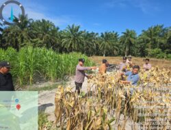 Panen Raya Jagung di Talang Muandau, Polsek Pinggir Panen 350 Kilogram dari Lahan 0,7 Hektare 6 IMG 20260602 WA0009