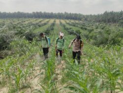 Polsek Mandau Rawat Tanaman Jagung Program Ketahanan Pangan di Desa Bathin Betuah 6 IMG 20260717 140103 266
